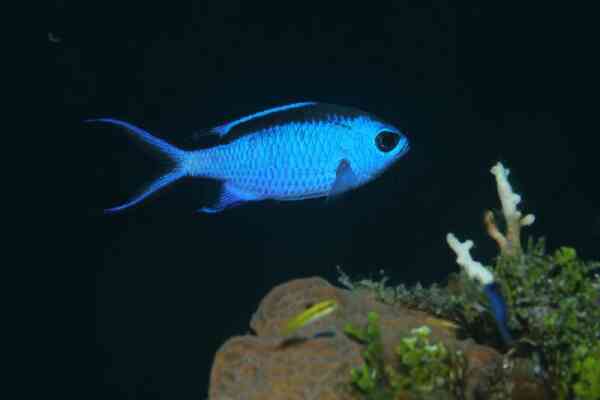 Damselfish - Blue Chromis