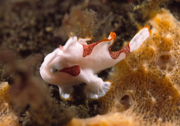 Frogfish - Painted Frogfish