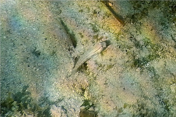 Gobies - Goldspot Goby Gobies - Goldspot Goby