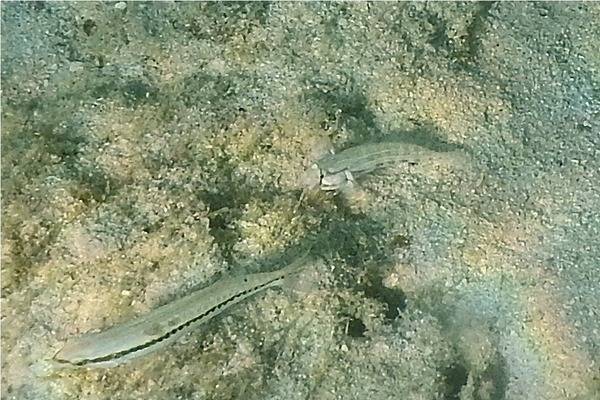 Gobies - Goldspot Goby Gobies - Goldspot Goby