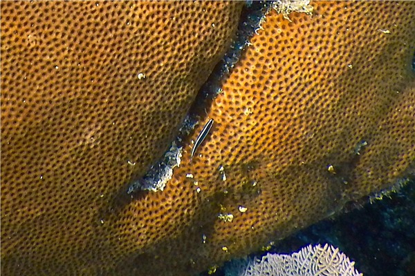 Gobies - Neon Goby Gobies - Neon Goby