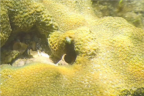 Blennies - Spinyhead Blenny