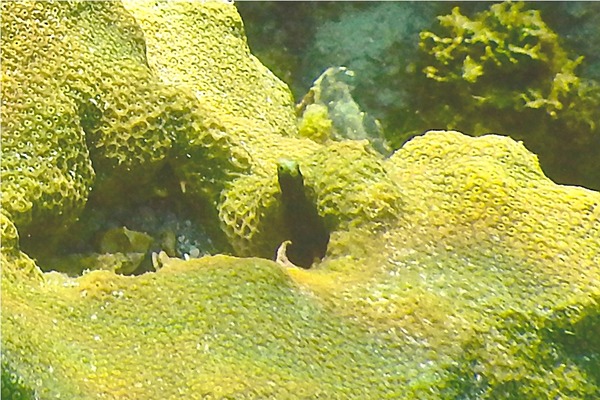 Blennies - Spinyhead Blenny