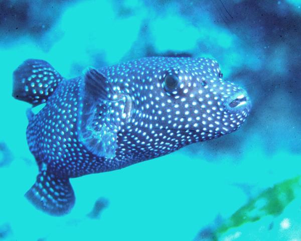 Pufferfish - Guineafowl Puffer