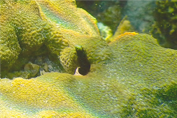 Blennies - Spinyhead Blenny