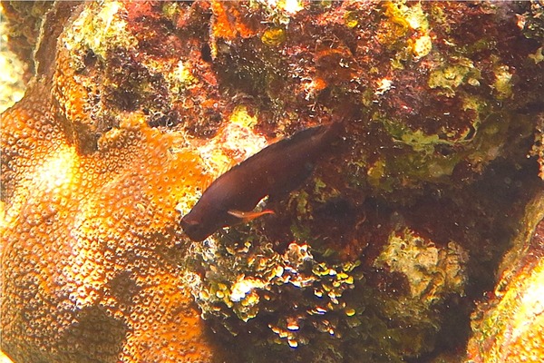 Blennies - Redlip Blenny