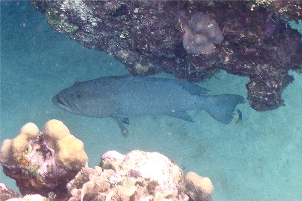 Groupers - Tiger Grouper Groupers - Tiger Grouper