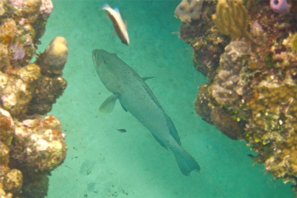 Groupers - Tiger Grouper Groupers - Tiger Grouper