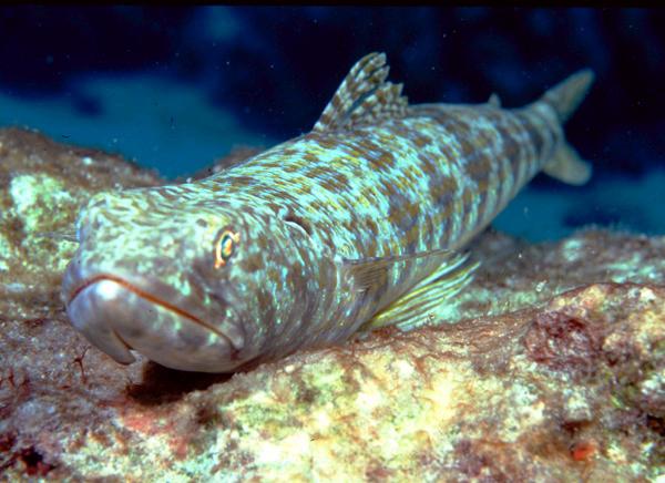 Lizardfish - Blue-striped Lizardfish