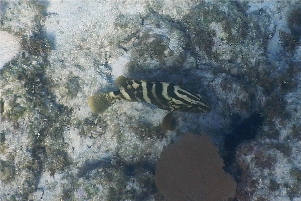 Groupers - Nassau Grouper