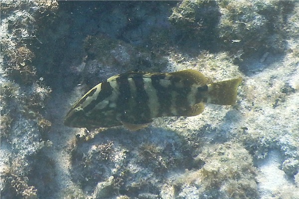 Groupers - Nassau Grouper