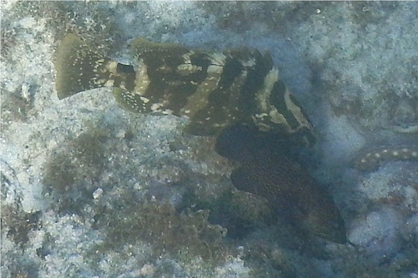 Groupers - Nassau Grouper Groupers - Nassau Grouper