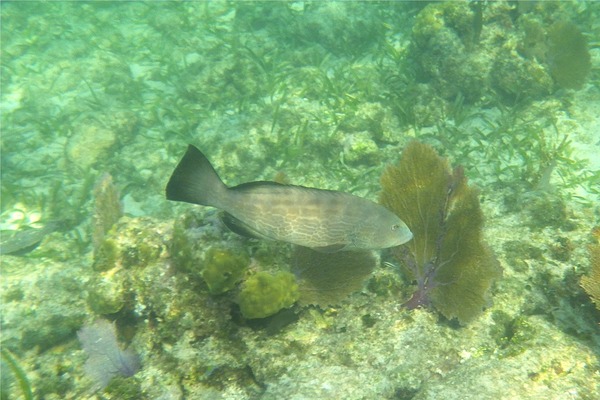 Groupers - Black Grouper