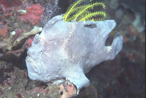 Frogfish - Commerson's Frogfish