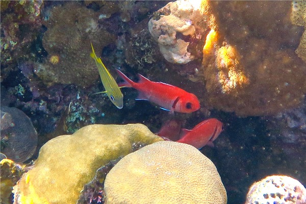 Squirrelfish - Blackbar Soldierfish