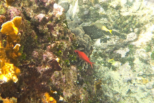 Squirrelfish - Longjaw Squirrelfish Squirrelfish - Longjaw Squirrelfish