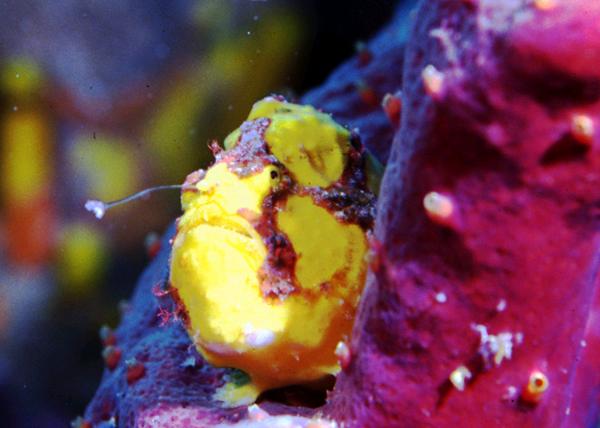 Frogfish - Longlure Frogfish