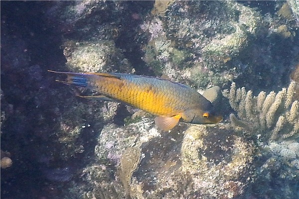 Hogfish - Spanish Hogfish Hogfish - Spanish Hogfish