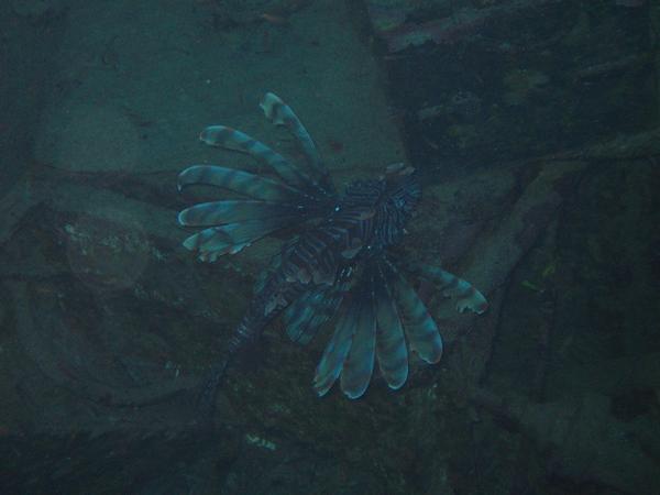 Lionfish - Common Lionfish