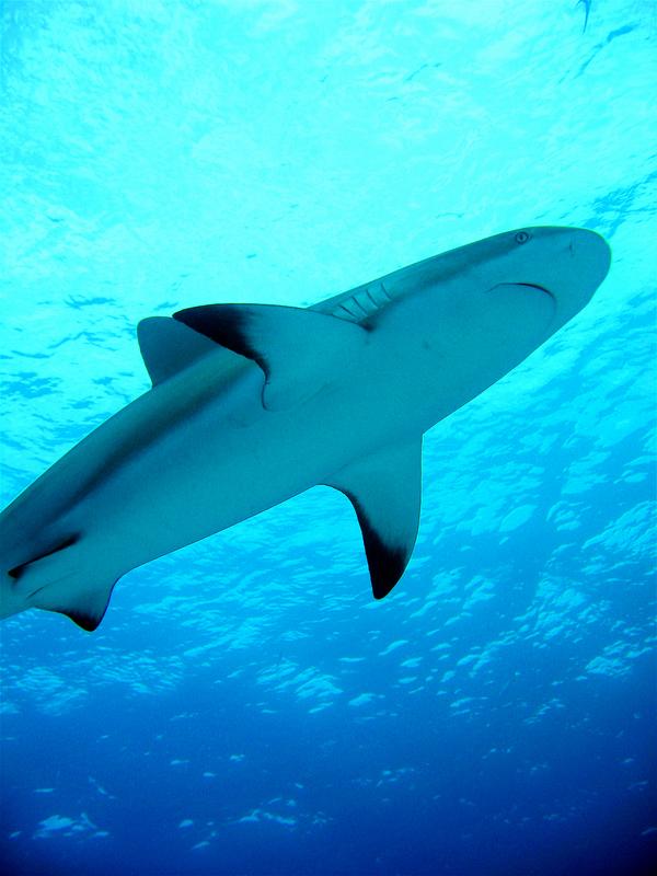 Sharks - Blacktip Reef Shark