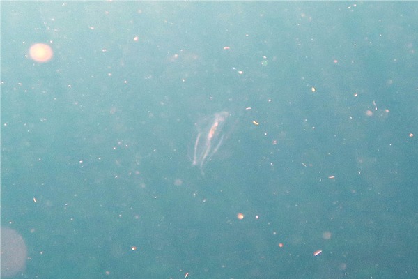 Jellyfish - Caribbean Box Jellyfish