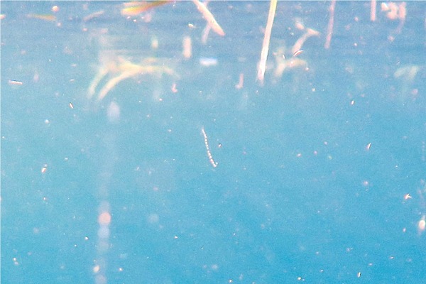 Jellyfish - Caribbean Box Jellyfish