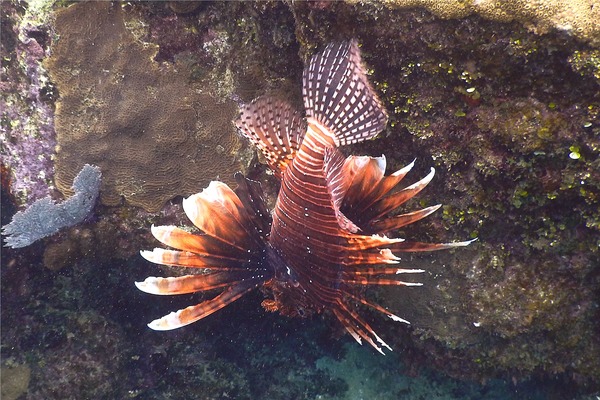 Lionfish - Common Lionfish