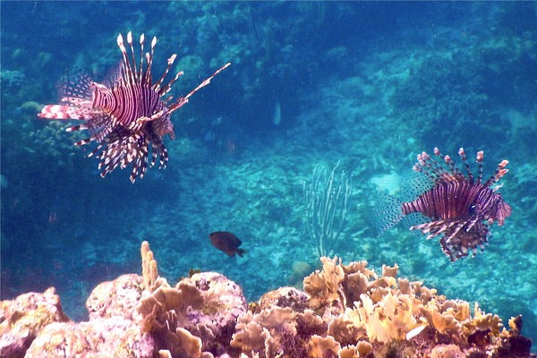 Lionfish - Common Lionfish