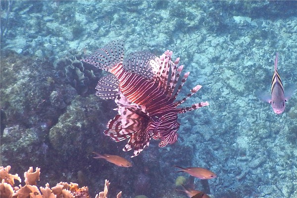 Lionfish - Common Lionfish