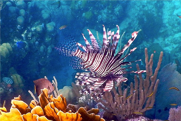 Lionfish - Common Lionfish