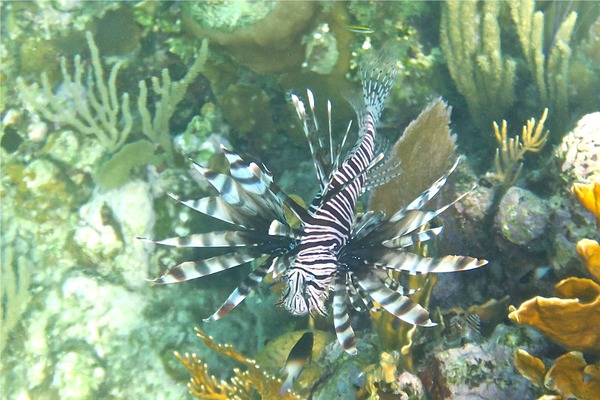 Lionfish - Common Lionfish