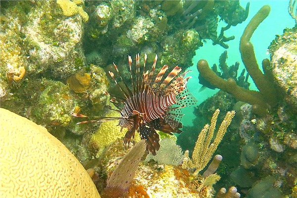 Lionfish - Common Lionfish