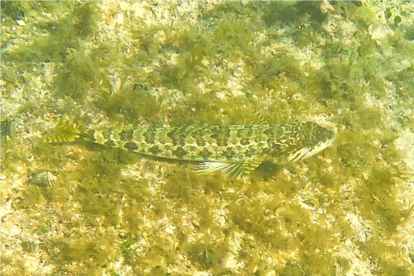 Lizardfish - Sand Diver