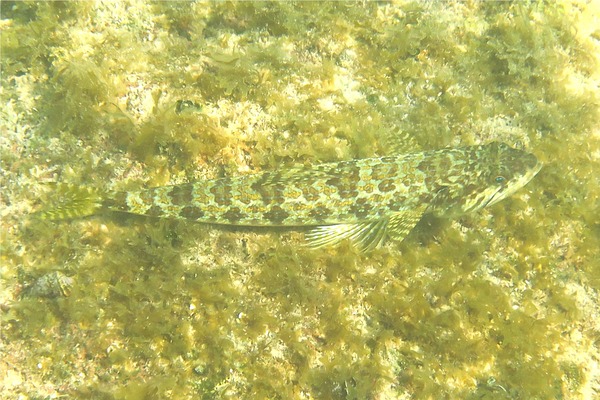 Lizardfish - Sand Diver