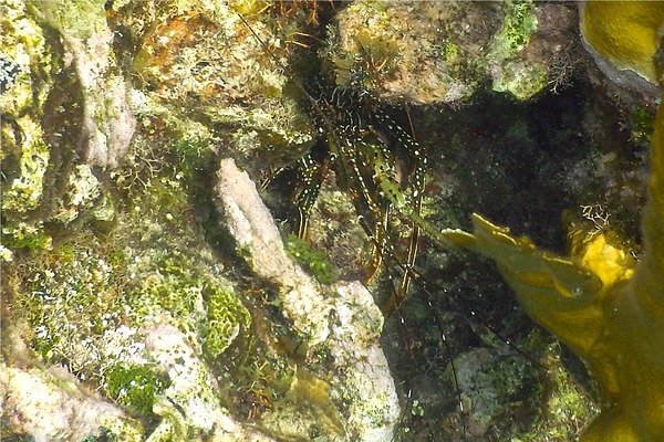 Spiny Lobsters - Spotted Spiny Caribbean Lobster Spiny Lobsters - Spotted Spiny Caribbean Lobster