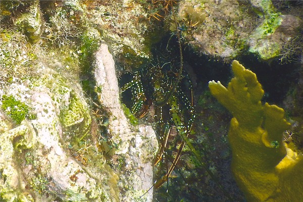 Spiny Lobsters - Spotted Spiny Caribbean Lobster Spiny Lobsters - Spotted Spiny Caribbean Lobster