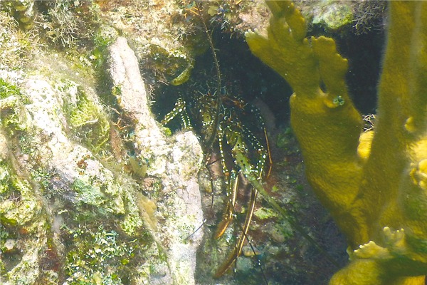 Spiny Lobsters - Spotted Spiny Caribbean Lobster Spiny Lobsters - Spotted Spiny Caribbean Lobster