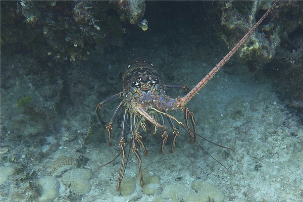 Spiny Lobsters - Caribbean Spiny Lobster