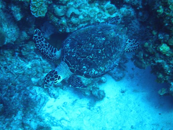 Turtle - Green Sea Turtle