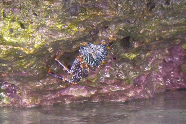Crabs - Tidal Spray Crab Crabs - Tidal Spray Crab