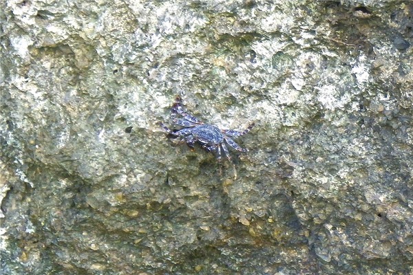 Crabs - Tidal Spray Crab Crabs - Tidal Spray Crab