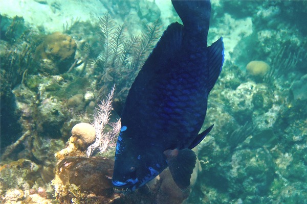 Parrotfish - Midnight parrotfish