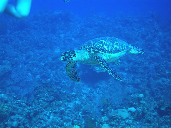 Turtle - Green Sea Turtle