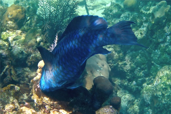 Parrotfish - Midnight parrotfish Parrotfish - Midnight parrotfish