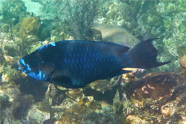 Parrotfish - Midnight parrotfish