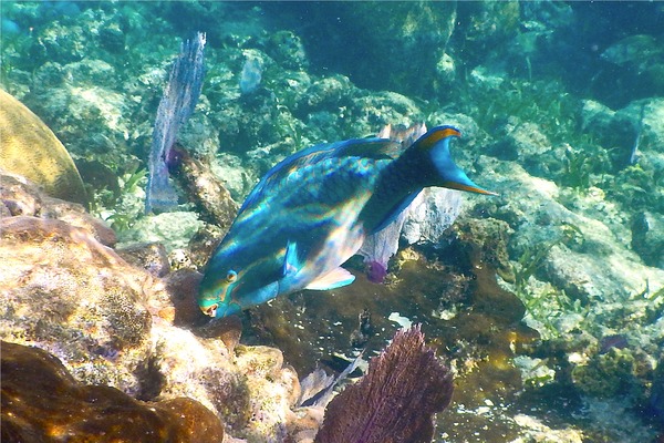 Parrotfish - Queen Parrotfish Parrotfish - Queen Parrotfish