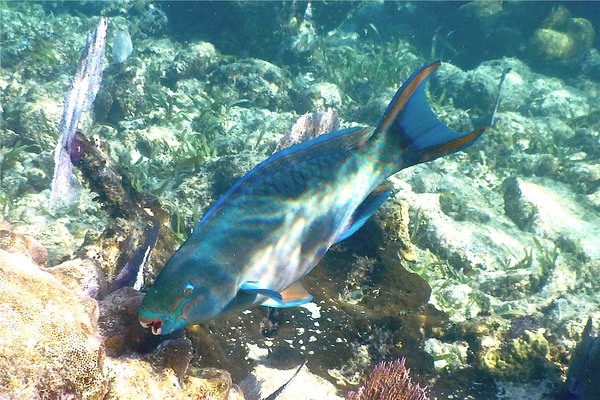 Parrotfish - Queen Parrotfish Parrotfish - Queen Parrotfish