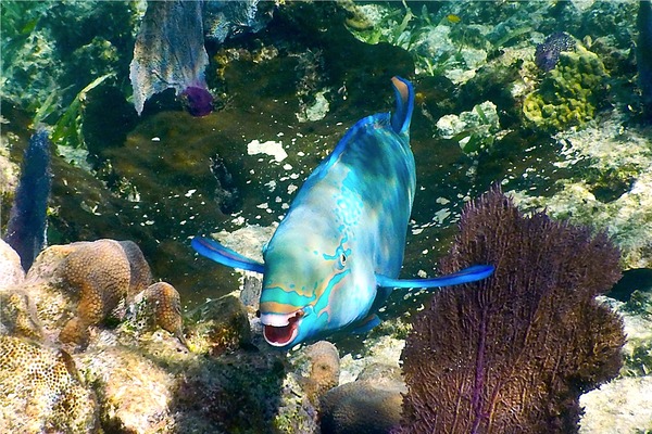 Parrotfish - Queen Parrotfish Parrotfish - Queen Parrotfish