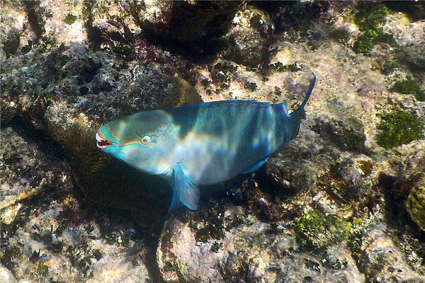 Parrotfish - Queen Parrotfish Parrotfish - Queen Parrotfish