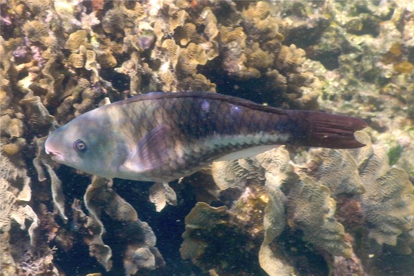 Parrotfish - Queen Parrotfish Parrotfish - Queen Parrotfish